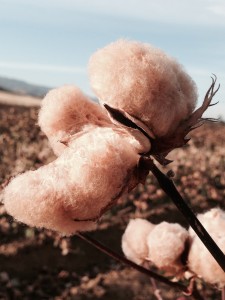 Ripe cotton boll
